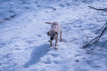 A Labrador puppy walking on snowy ground in a quiet winter forest. The dog leaves tracks in the...
