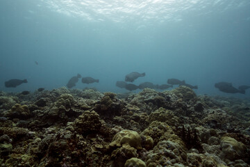 Fototapeta premium bump head parrotfish in Palau ocean