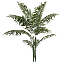 3D Realistic Beautiful Palm Leaf Plant Isolated on Transparent Background