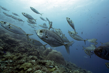 Fototapeta premium fish schooling in Palau ocean
