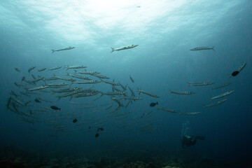 fish schooling in Palau ocean