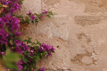 Pink bougainvillea flowers climbing along rustic textured stone wall. Mediterranean house architecture detail. Summer natural beauty banner. Empty copy space. Blurred floral background, travel concept