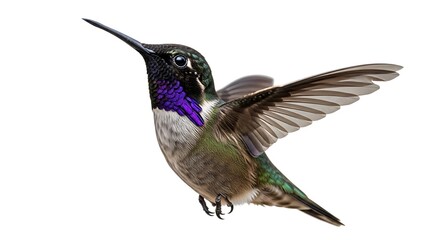 Fototapeta premium A colorful hummingbird with wings spread wide, captured in midflight isolated on white