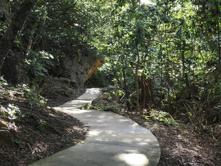 Sunny Path Through Dense, Unique Forest Terrain