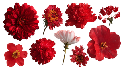 Collection of red flowers on black background