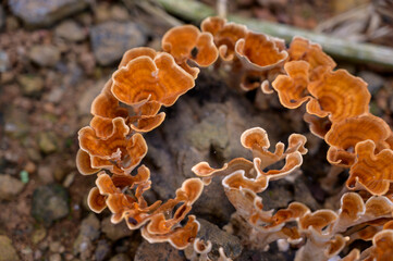 Auricularia auricula judae
