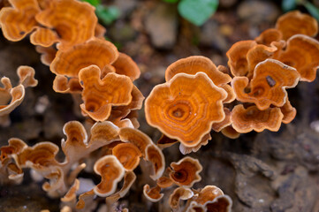 Auricularia auricula judae
