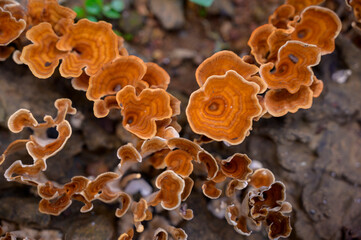 Auricularia auricula judae