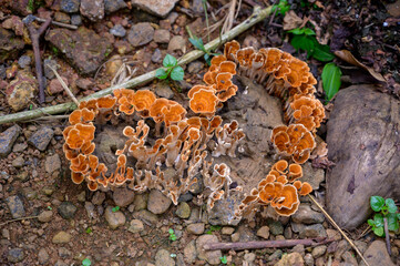 Auricularia auricula judae