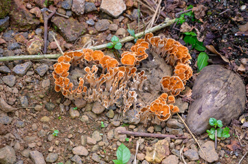 Auricularia auricula judae