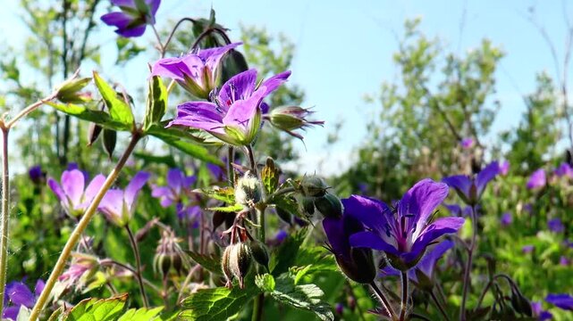 Small blue flowers of geranium slightly swaying in the wind.