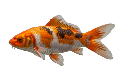 Ornamental koi fish swimming with vibrant orange and white colors  isolate  isolated on white background