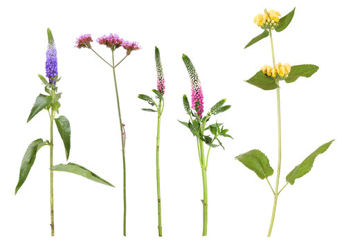 The garden flowers veronica, argentinian verbena, speedwell and sticky Jerusalem sage
