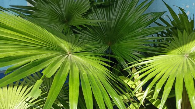 スリナクス ラジアータ(Thrinax radiata) 10号 170cm スリナクス ラジアータ(Thrinax radiata) 10号 170cm