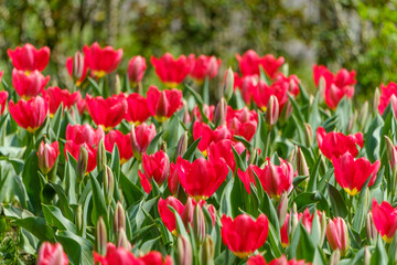 春の陽光を浴びて咲き誇る赤いチューリップの花畑