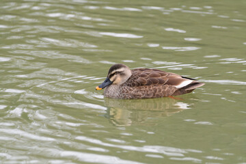 池を泳ぐカルガモの姿
