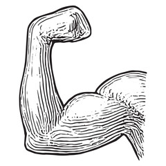 Detailed Flexed Bicep Muscle Sketch for Fitness and Bodybuilding Art