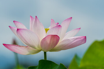 淡いピンクの蓮の花のクローズアップ