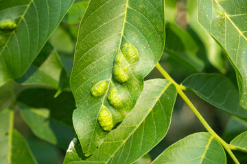 Gall Mite Damage on Walnut Leaves with Oval Yellow Deformations