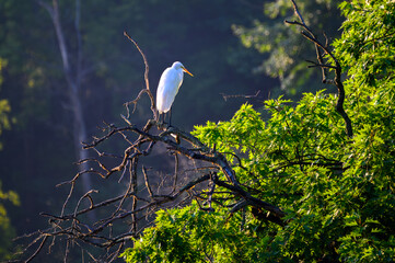 Egret Standing on a Tree Branch at Hendrie Valley Sanctuary