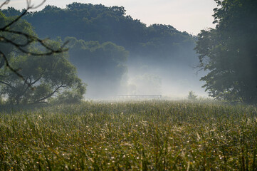 Misty Morning at Hendrie Valley Sanctuary, Royal Botanical Gardens