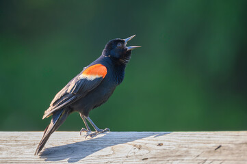 Red-Winged Blackbird Singing Along the Boardwalk at Hendrie Valley Sanctuary