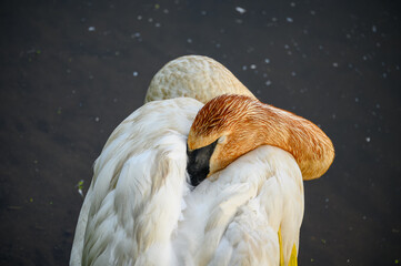 Close-Up of a Sleeping Swan at Hendrie Valley Sanctuary