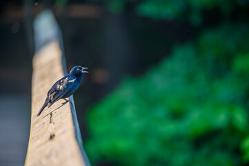 Red-Winged Blackbird Singing Along the Boardwalk at Hendrie Valley Sanctuary