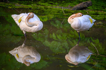 Two Sleeping Swans Reflected in Pond at Hendrie Valley Sanctuary