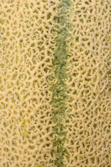 A detailed vertical close-up shows the textured, netted rind of a cantaloupe melon with a prominent green stripe