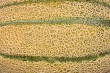 A horizontal close-up showcases the textured, netted rind of a cantaloupe melon with distinct green stripes