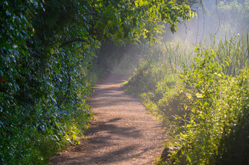 Sun Rays Cutting Through Morning Mist Along a Trail at Hendrie Valley