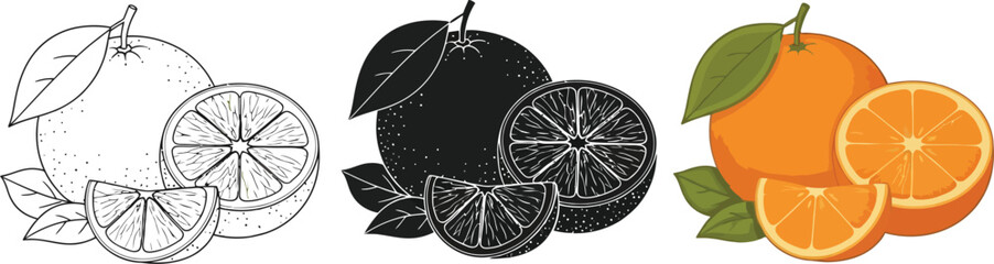 Three styles of orange fruit illustrations showcase line art, silhouette, and full color versions, perfect for designs related to citrus, healthy eating, and graphic elements.