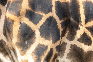 Abstract background of a giraffe's natural skin pattern. The authentic animal print creates a beautiful and wild texture
