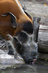 Frontal shot of a colorful Red River Hog hydrating in its habitat. Perfect for nature, zoology, and animal education.