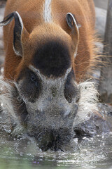 Beautiful Red River Hog, also known as Bushpig, enjoying a drink. A compelling image for wildlife and animal behavior themes.