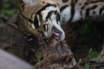 Ocelot's determined expression while eating, highlighting its wild nature and adaptation as a carnivore