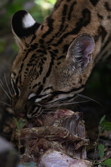 Intimate view of an ocelot's face and whiskers as it devours its food, a moment of pure animal instinct