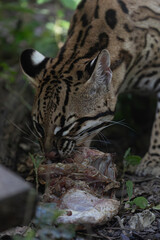 A wild ocelot observed eating, providing a glimpse into the daily life and feeding habits of this fascinating feline