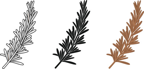 Three rosemary sprigs are presented in different styles, including a line drawing, a solid black silhouette, and a brown colored version, showcasing botanical illustration.