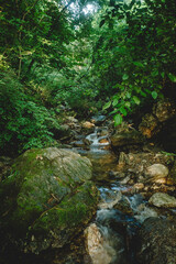 Fototapeta premium stream in the forest