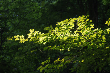Green leaves in the forest in the morning light. Natural background.
