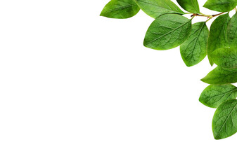 Green leaves in a floral corner arrangement isolated on white or transparent background