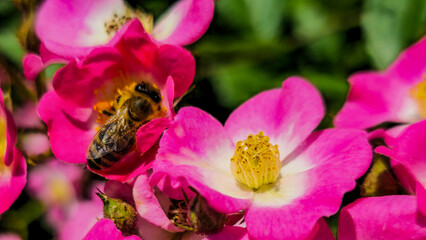 Bee pollinating wild rose flower on a sunny day