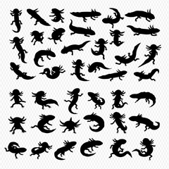 A collection of silhouetted axolotls in various poses, including swimming, standing, and resting, displayed on a transparent background.