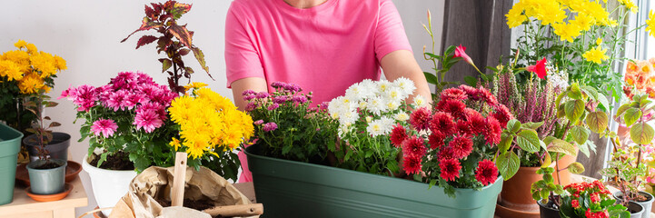 Mature woman, 50, carefully transplanting chrysanthemums into pots, preparing her terrace for fall...