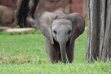 Adorable baby elephant standing in green grass near a tree trunk