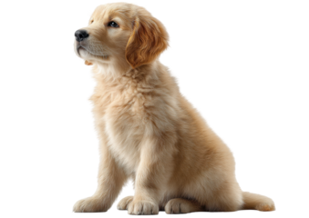 Golden retriever puppy isolated transparent background sitting with soft fur and attentive
