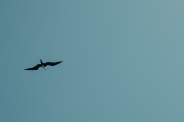 Frigatebird Soaring: Costa Rican Skies