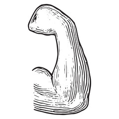 Detailed Flexed Bicep Muscle Sketch for Fitness and Bodybuilding Art